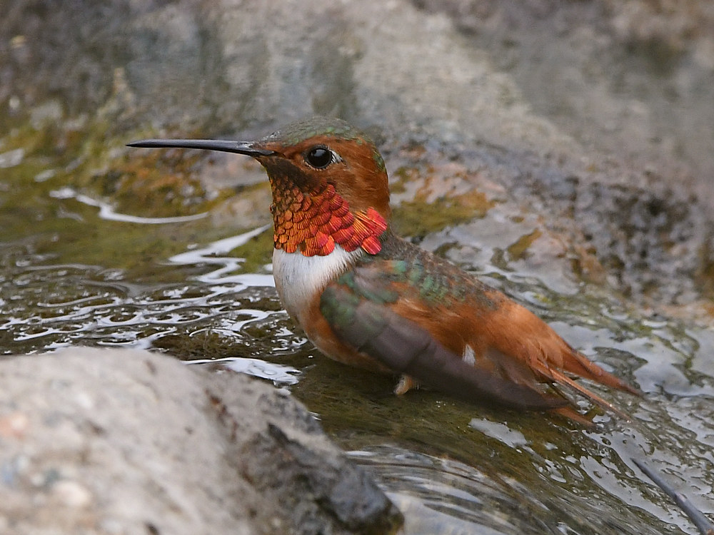 Hummer2.jpg