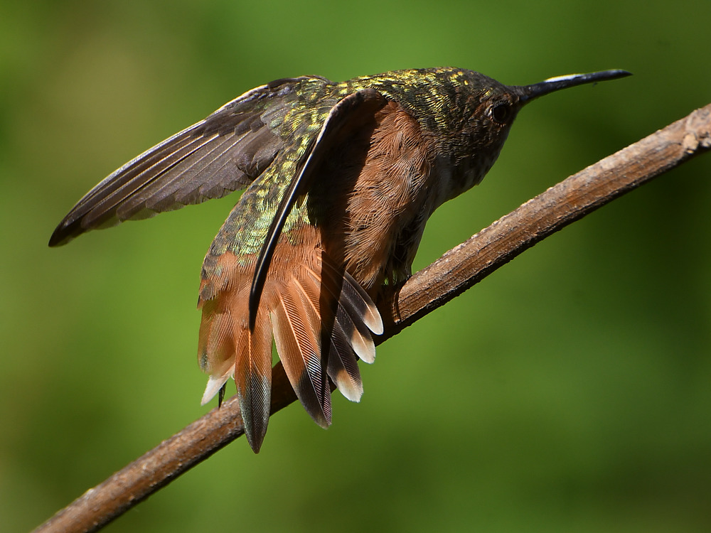 Hummer2.jpg