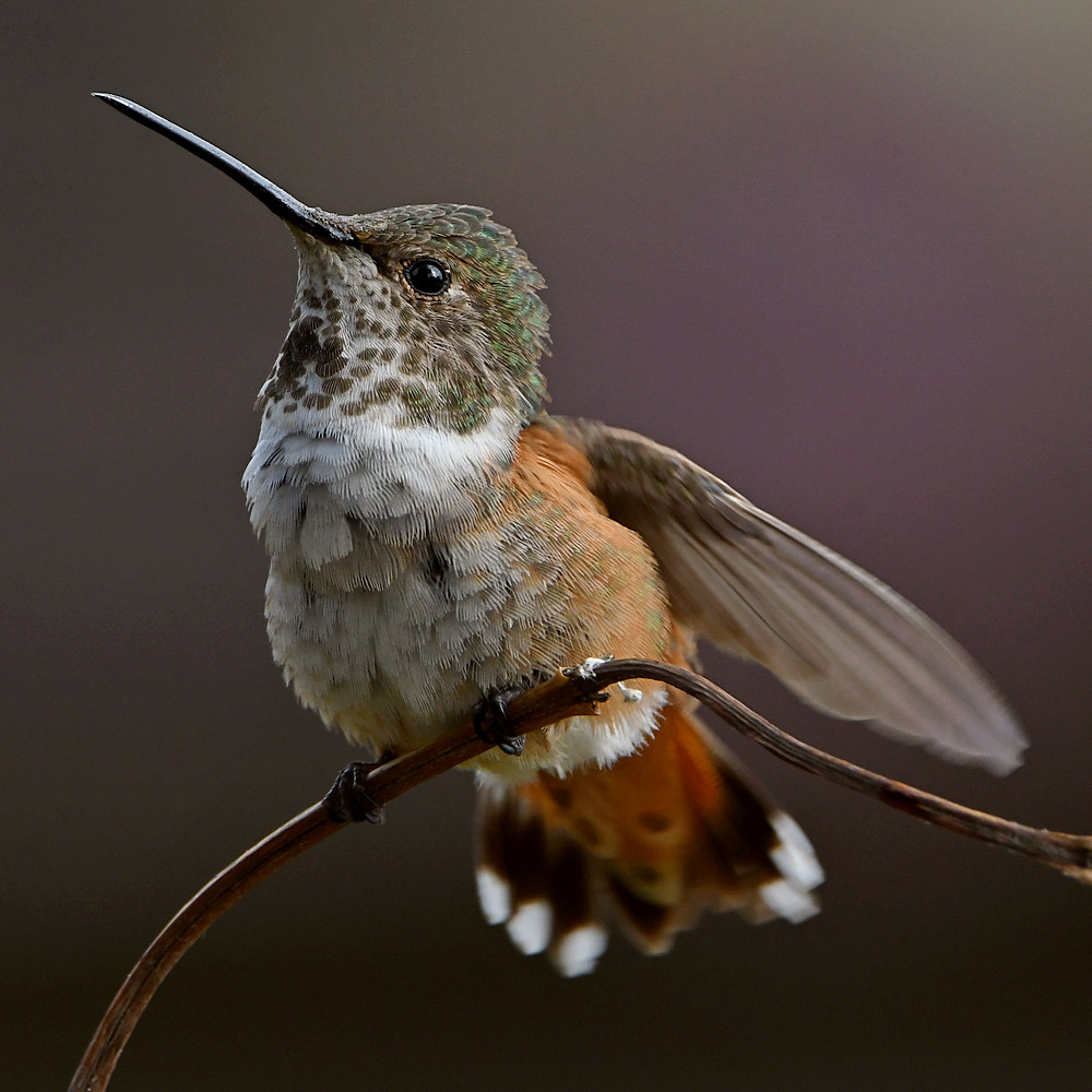 Hummer2.jpg