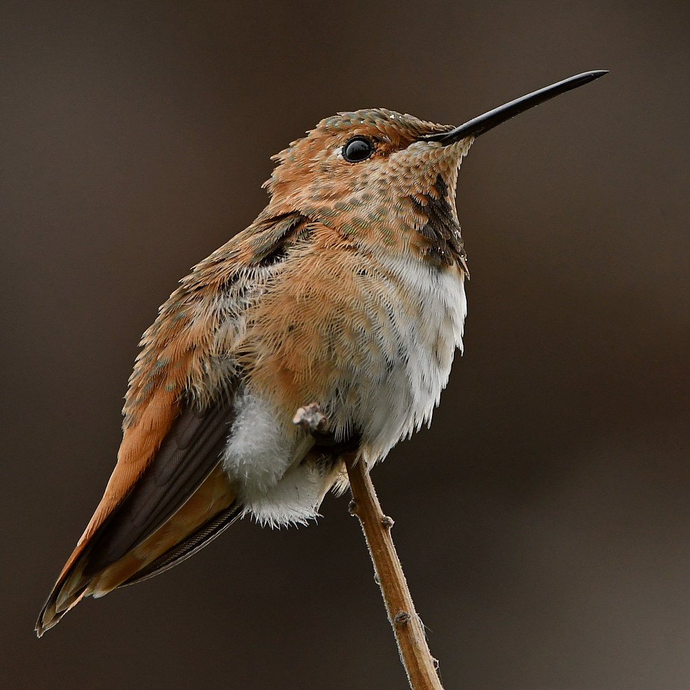 Hummer2.jpg
