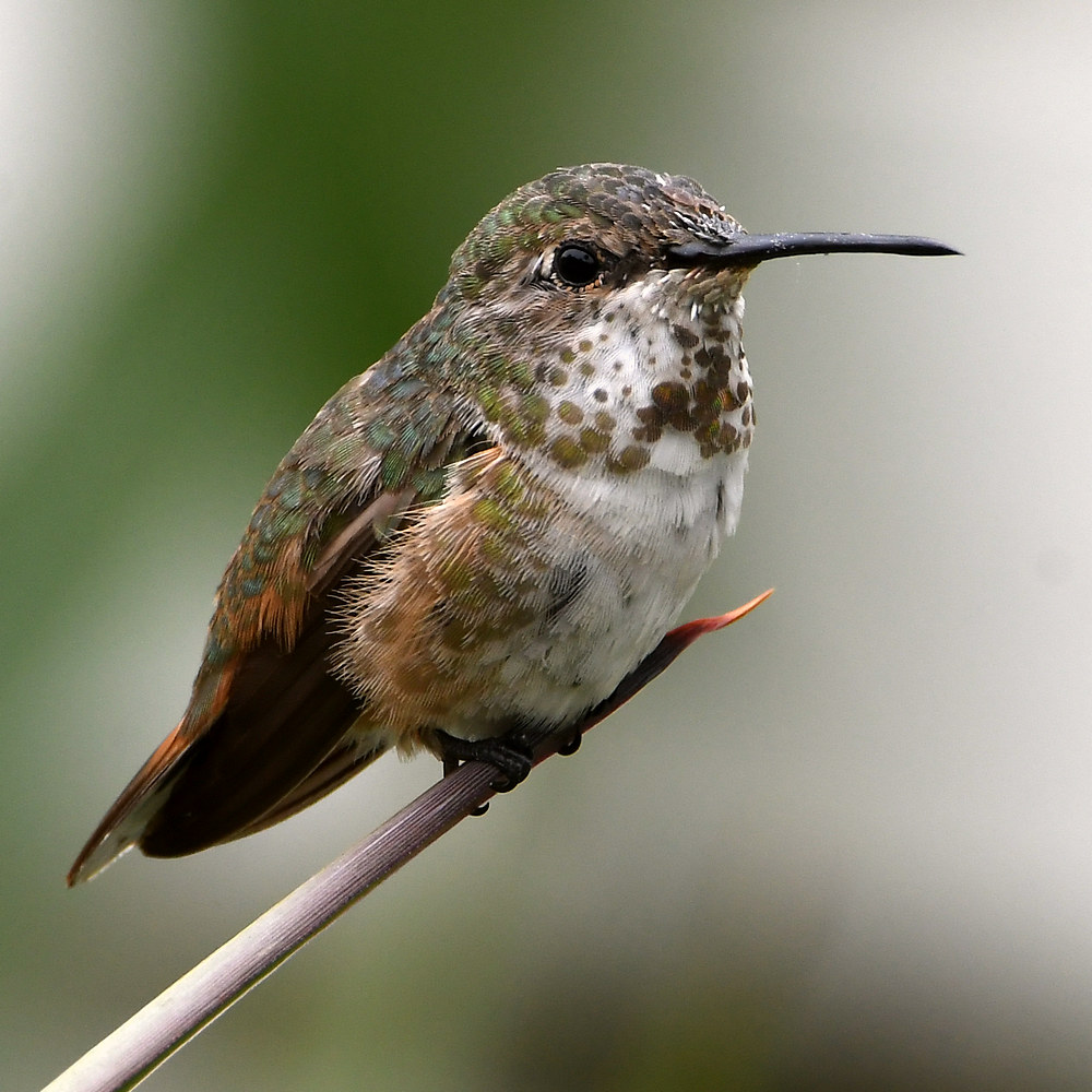 Hummer2.jpg