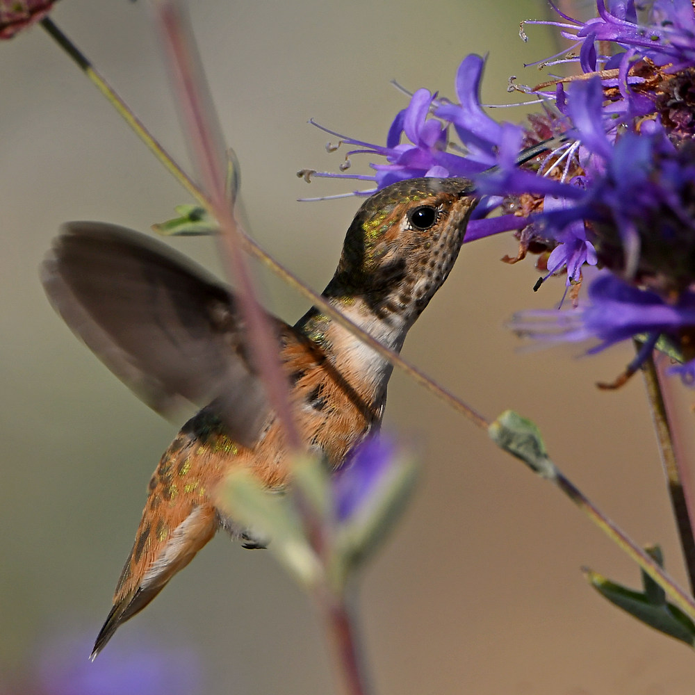 Hummer2.jpg