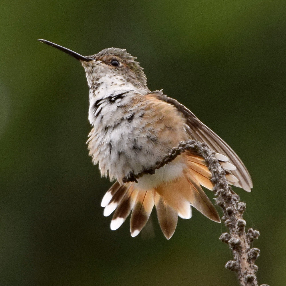 Hummer2.jpg