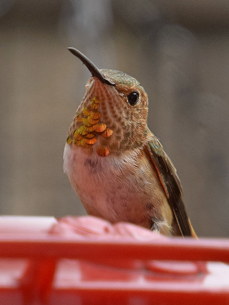 Hummer2.jpg