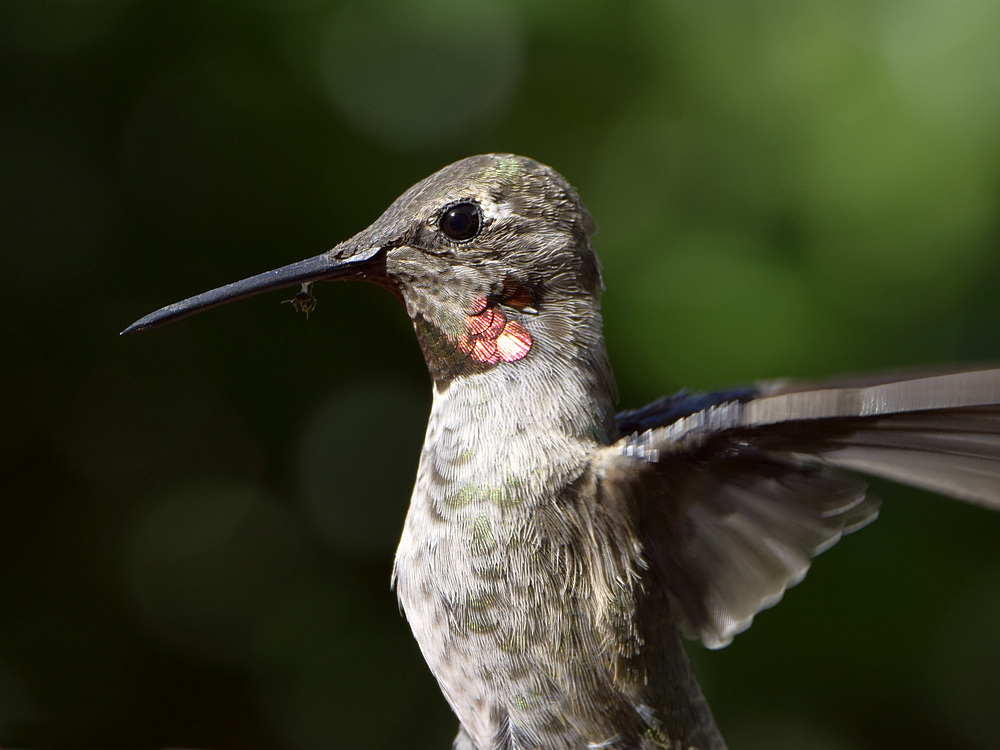 Hummer2.jpg