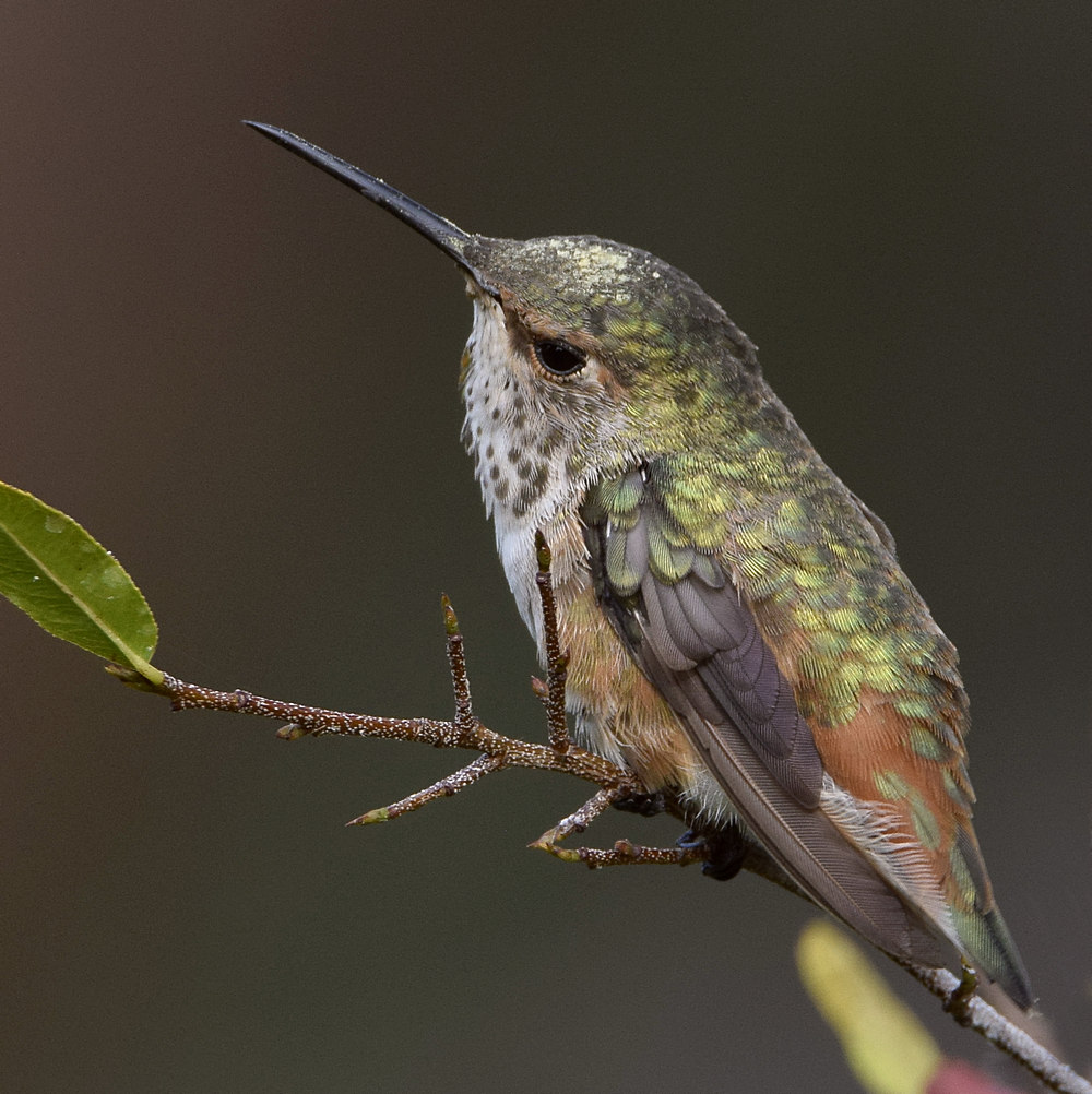 Hummer2.jpg