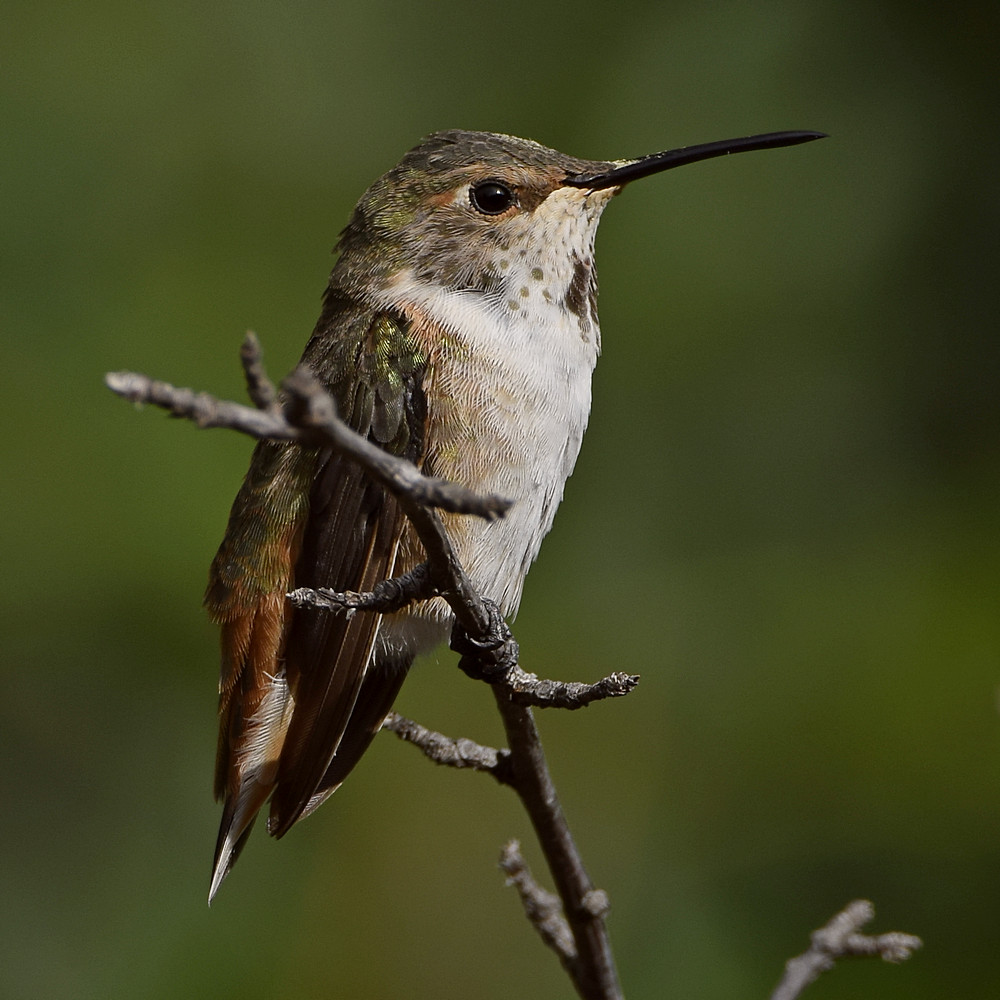 Hummer2.jpg