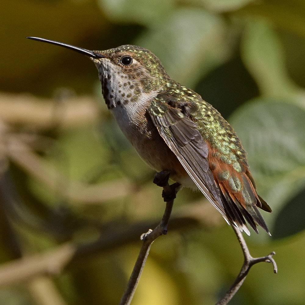 Hummer2.jpg