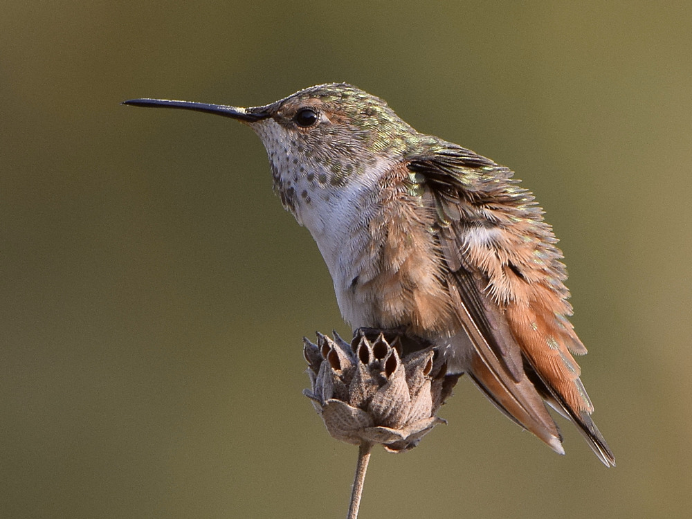 Hummer2.jpg