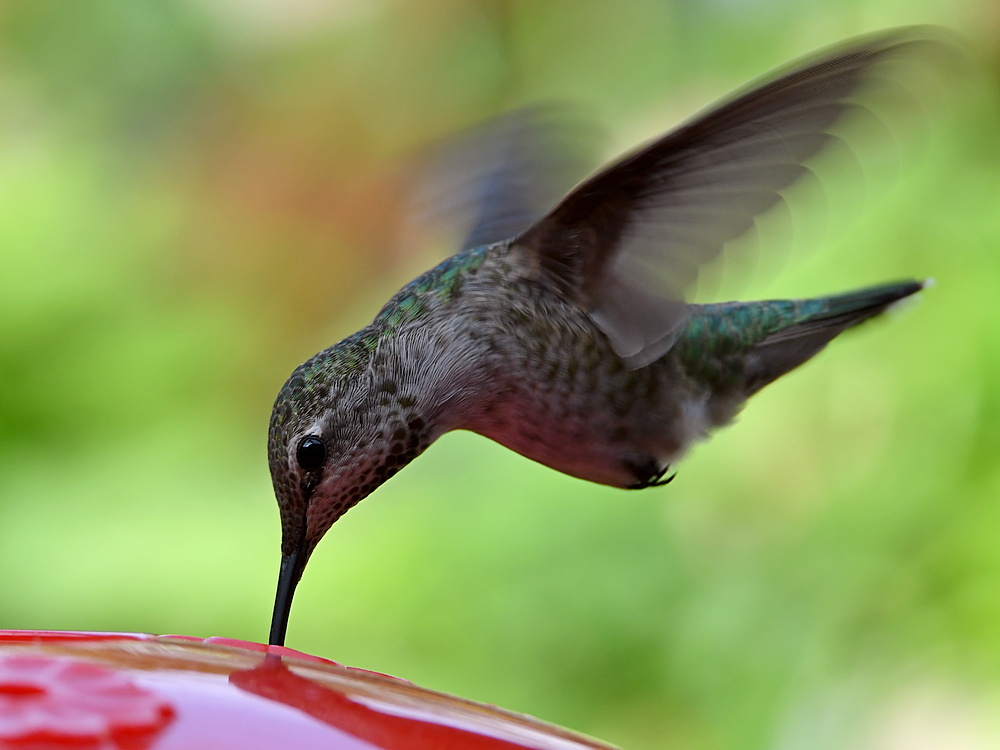 Hummer2.jpg