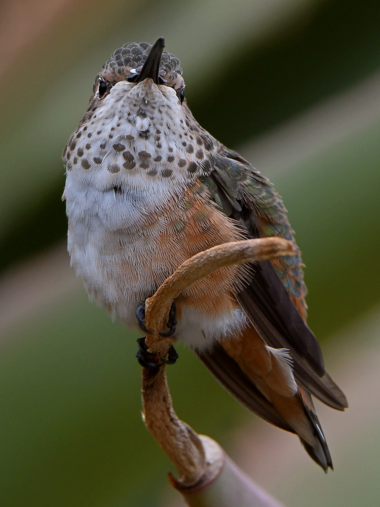 Hummer2.jpg