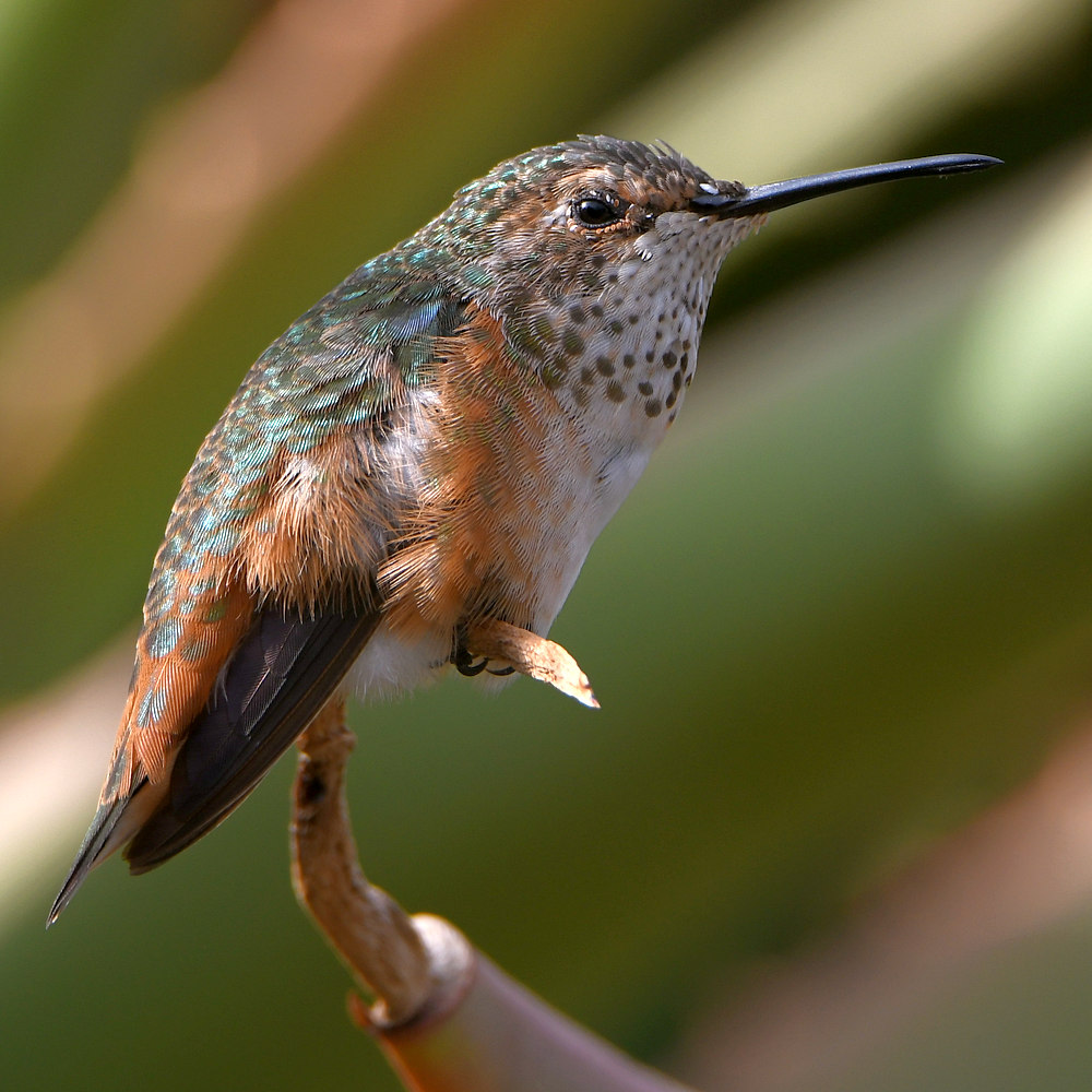 Hummer2.jpg