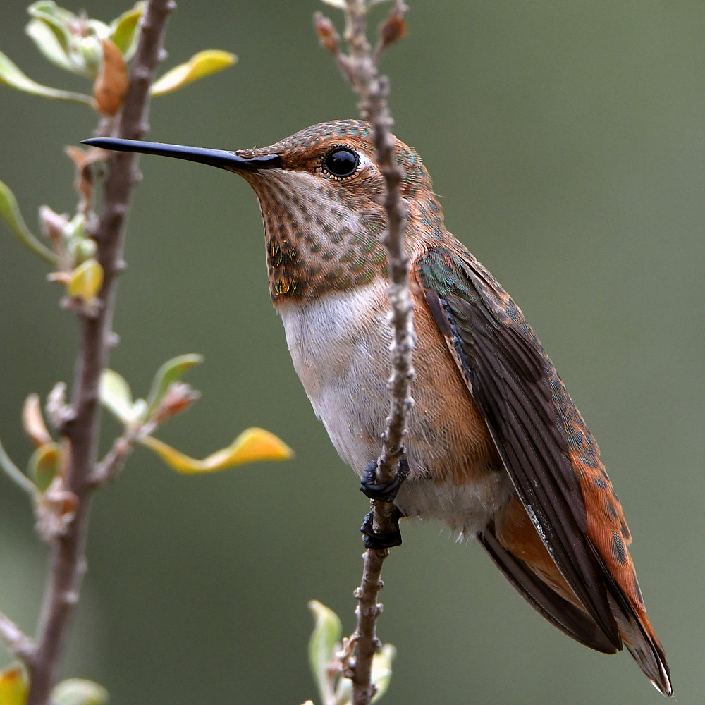 Hummer2.jpg