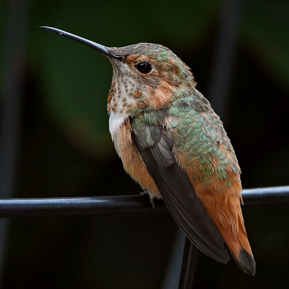 Hummer2.jpg
