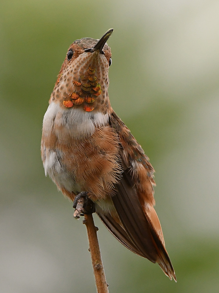 Hummer2.jpg