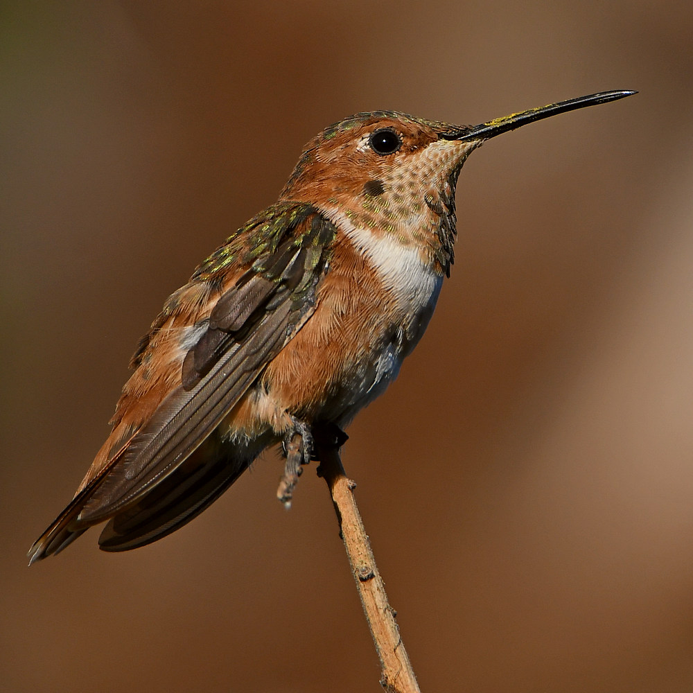 Hummer2.jpg