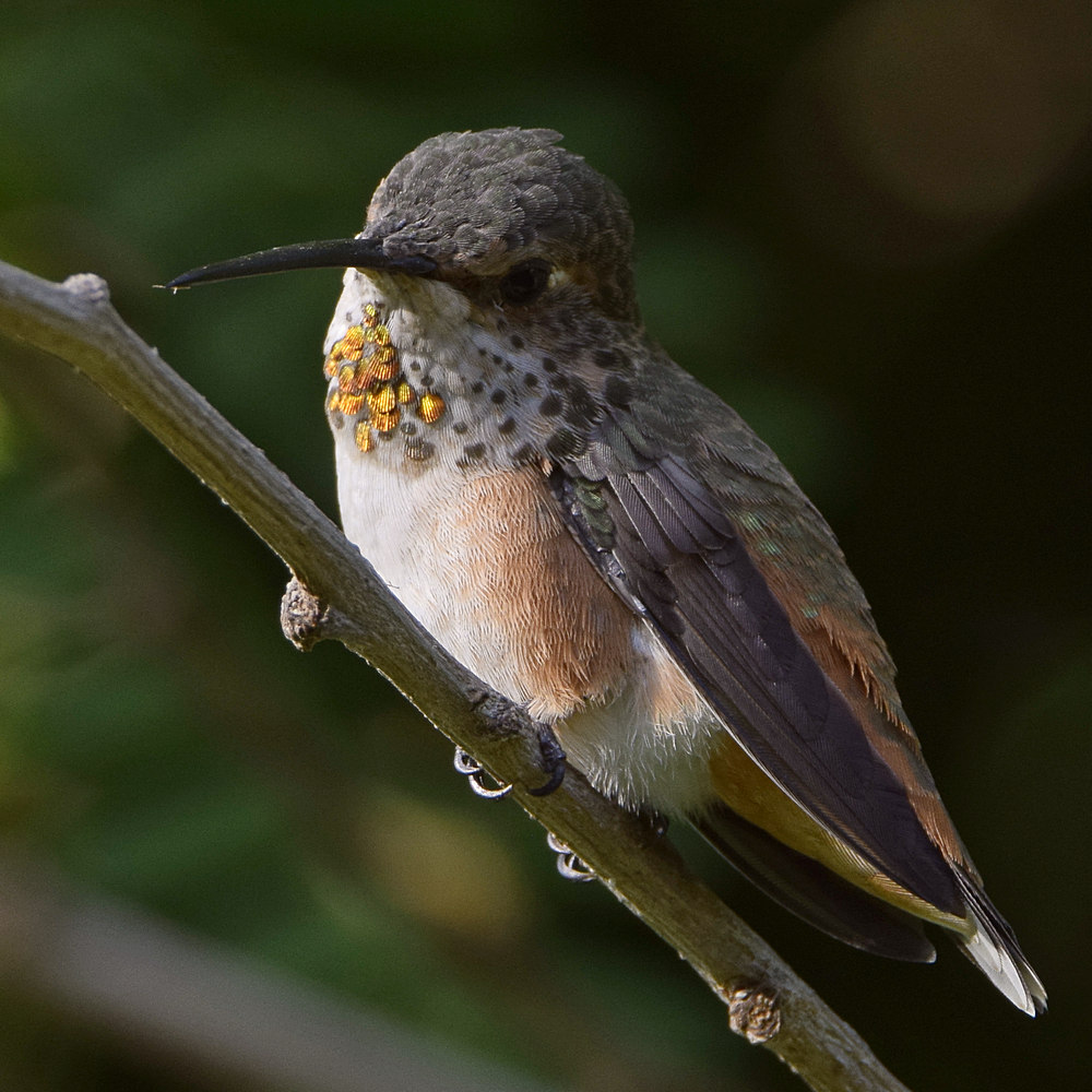 Hummer2.jpg