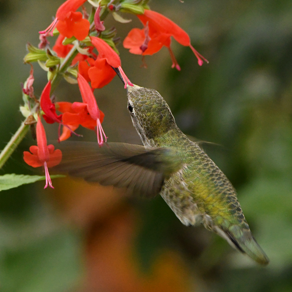 Hummer2.jpg