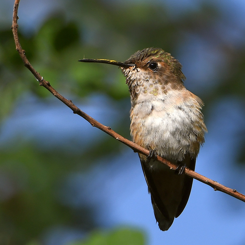 Hummer2.jpg
