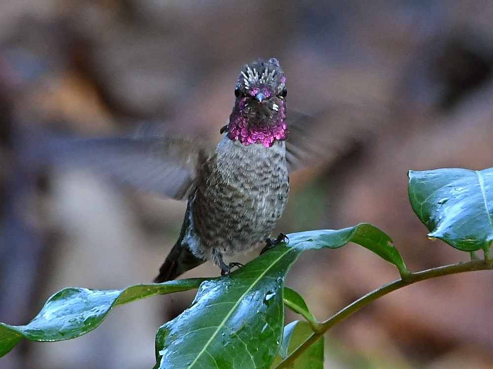 Hummer2.jpg