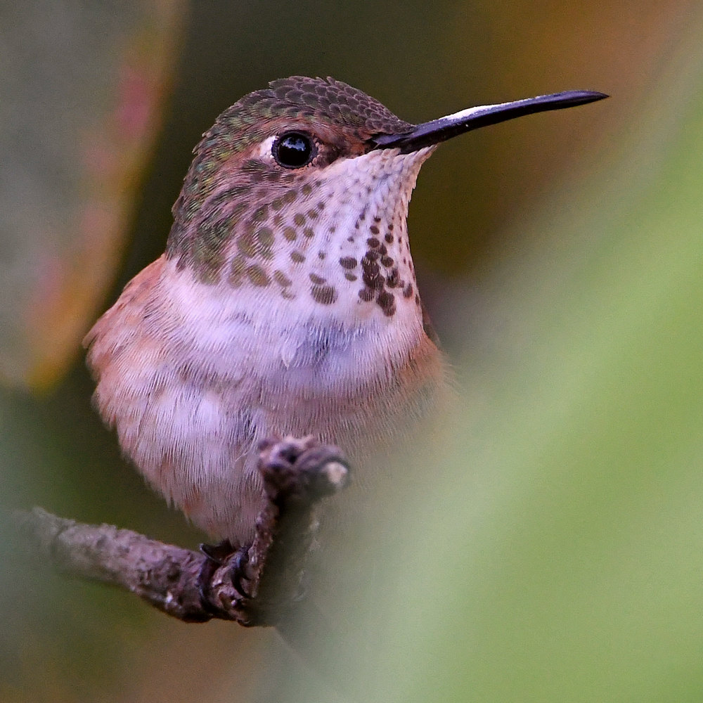 Hummer2.jpg