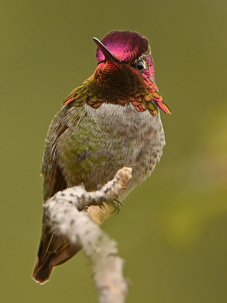 Hummer2.jpg