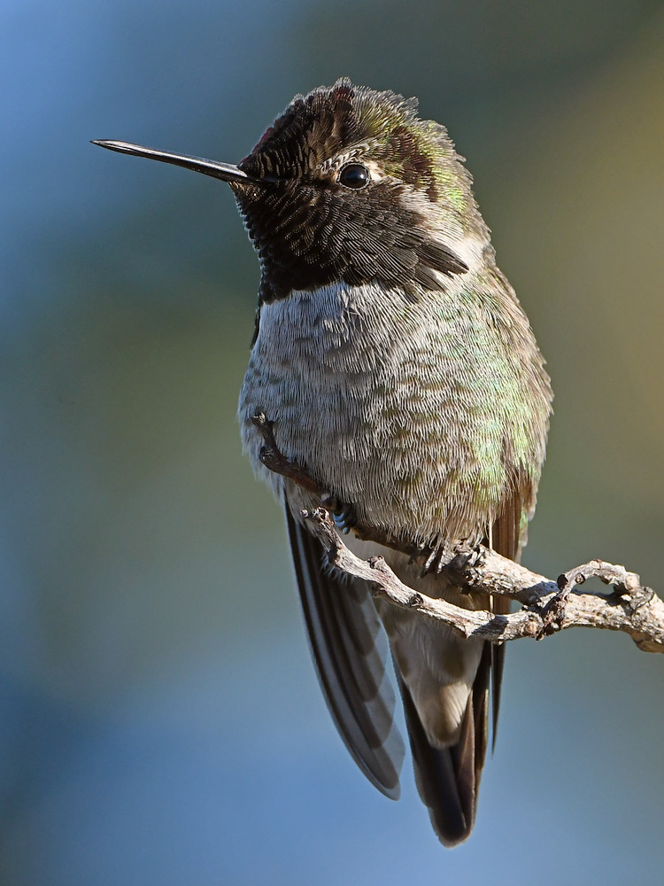 Hummer2.jpg