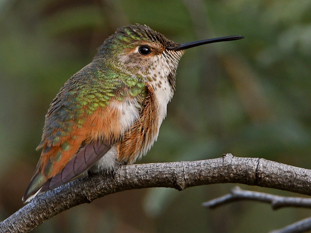 Hummer2.jpg