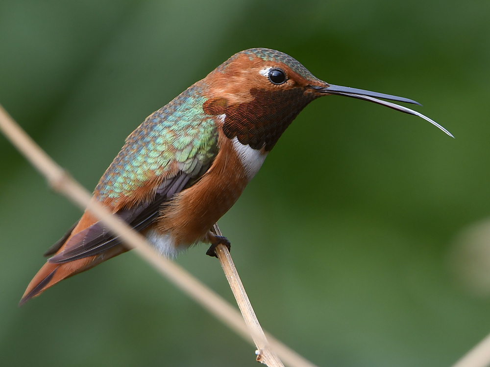 Hummer2.jpg