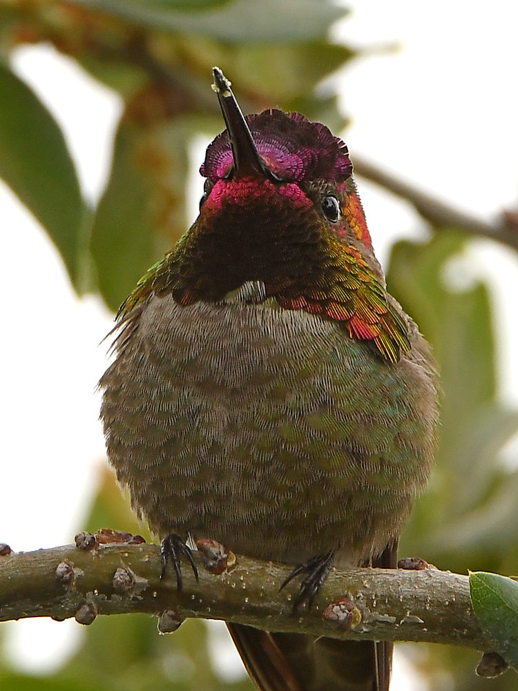 Hummer2.jpg