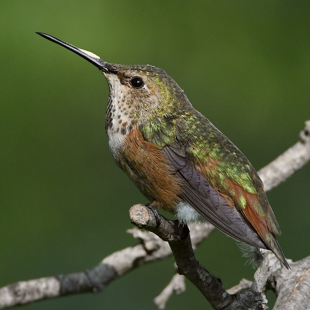 Hummer2.jpg