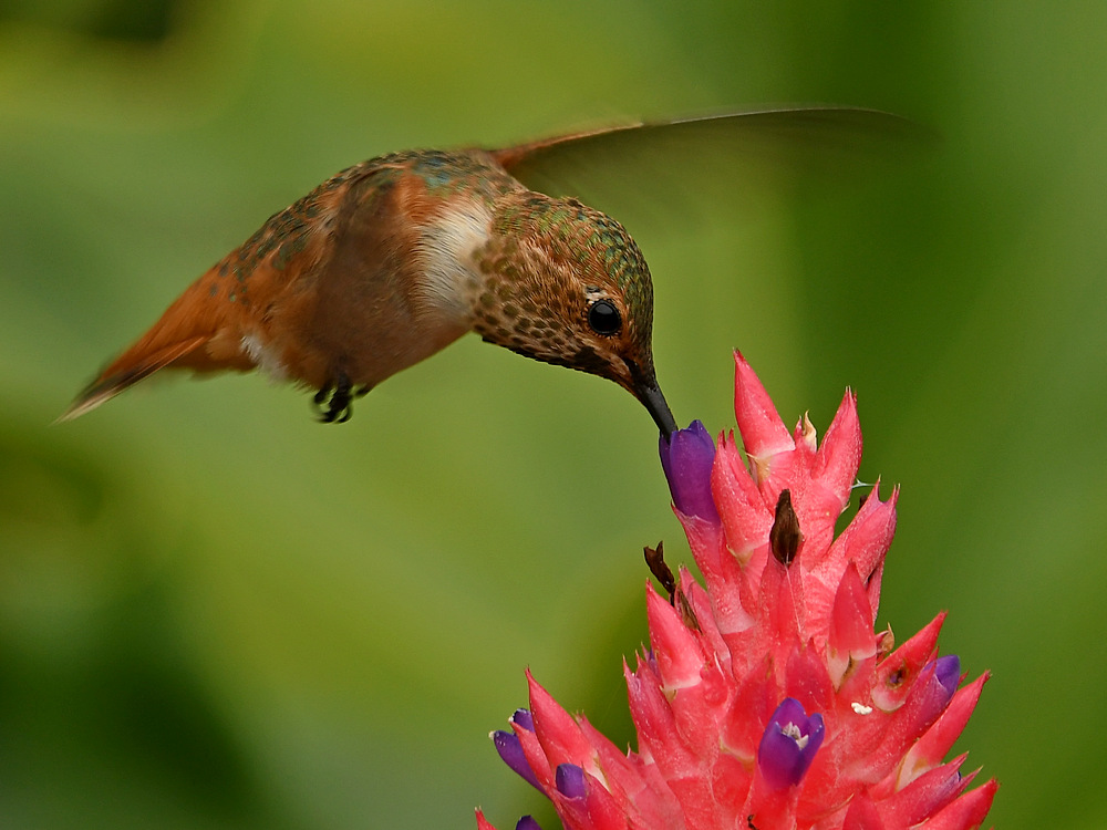 Hummer2.jpg
