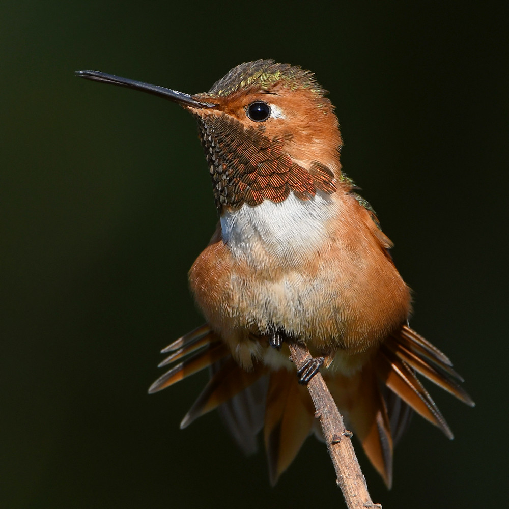 Hummer2.jpg