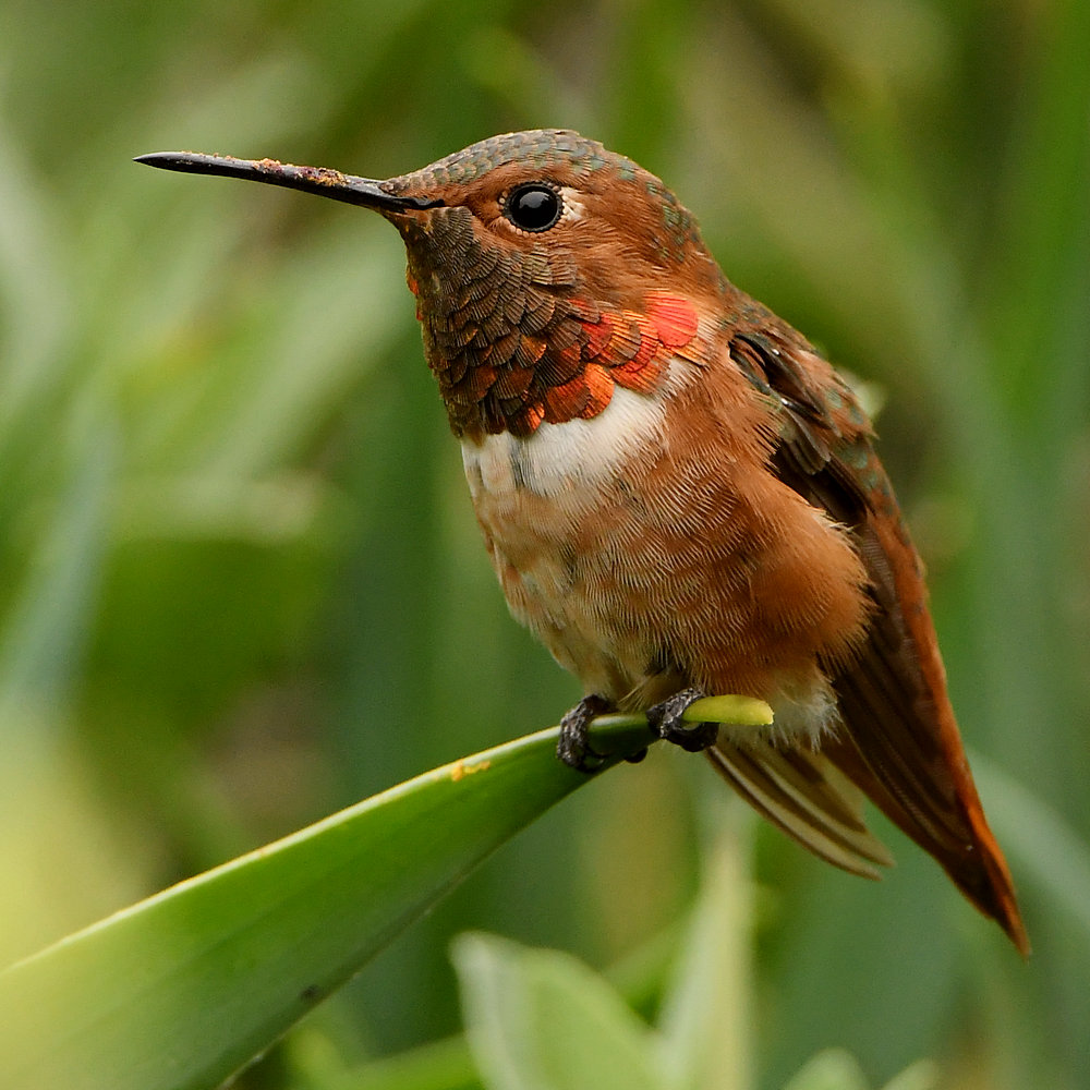 Hummer2.jpg