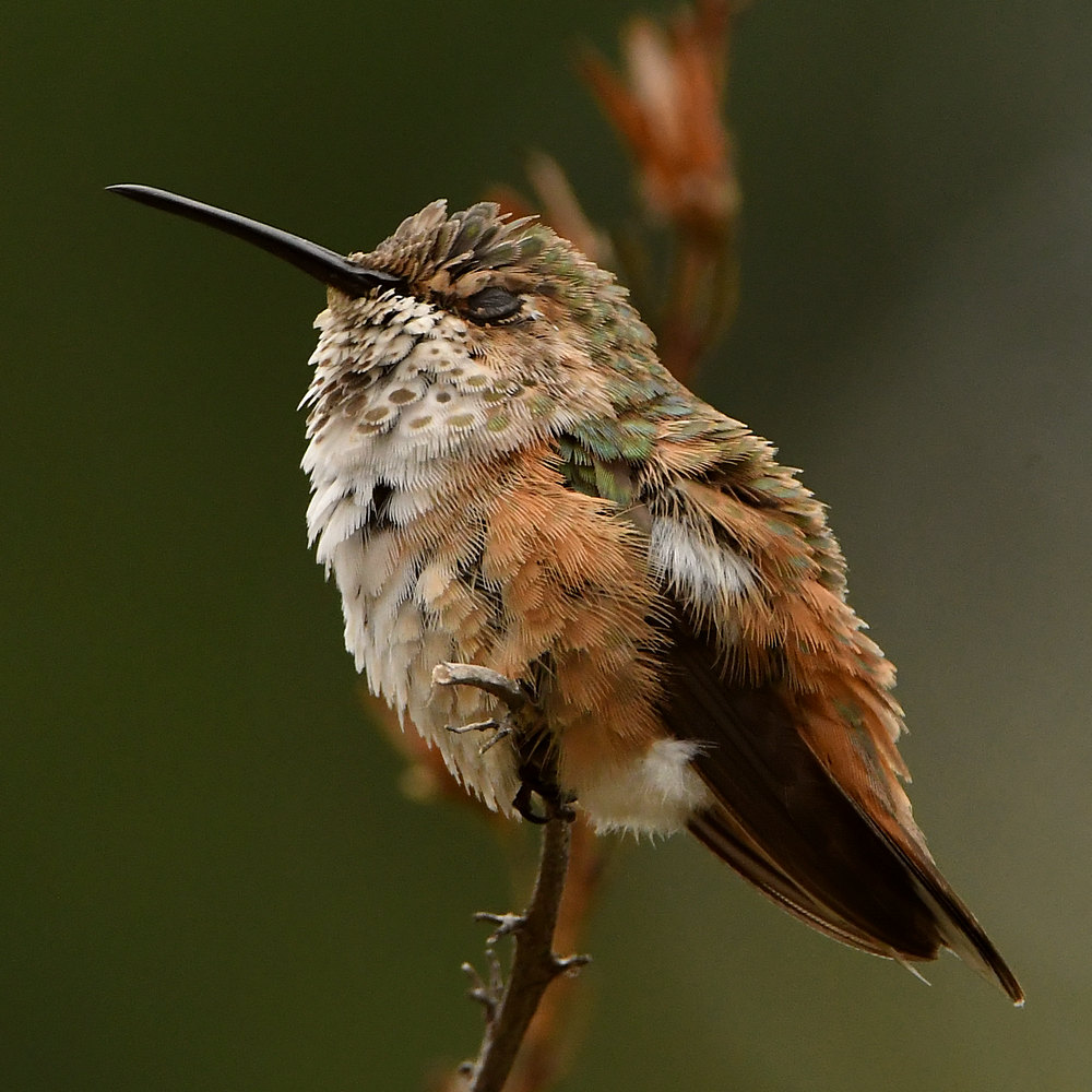 Hummer2.jpg
