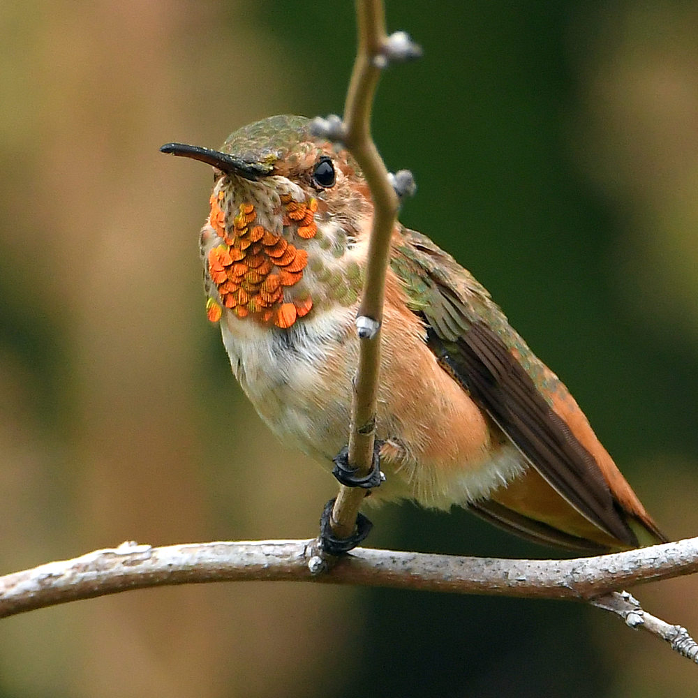 Hummer2.jpg