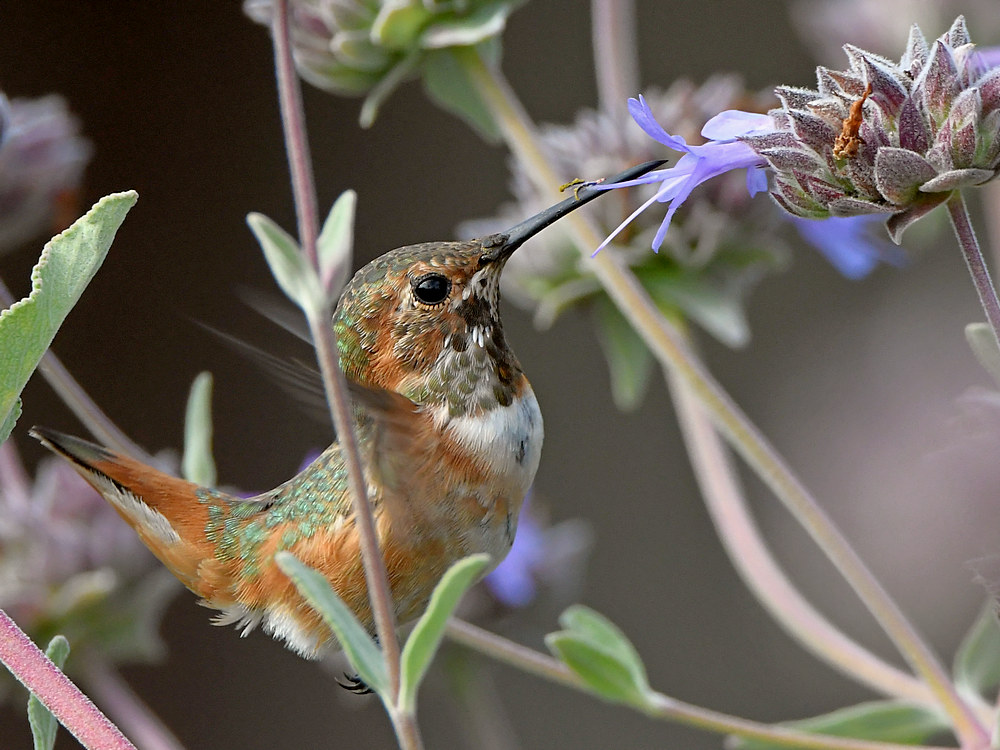 Hummer2.jpg