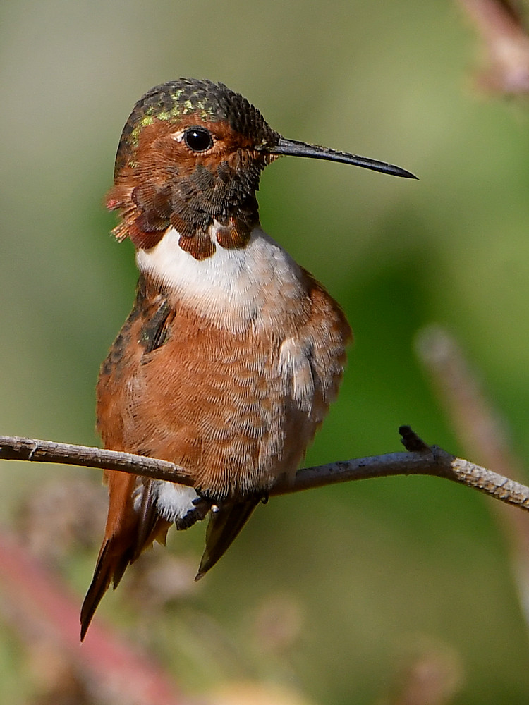 Hummer2.jpg