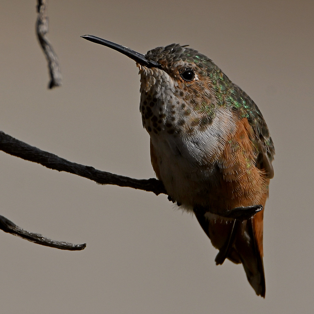 Hummer2.jpg