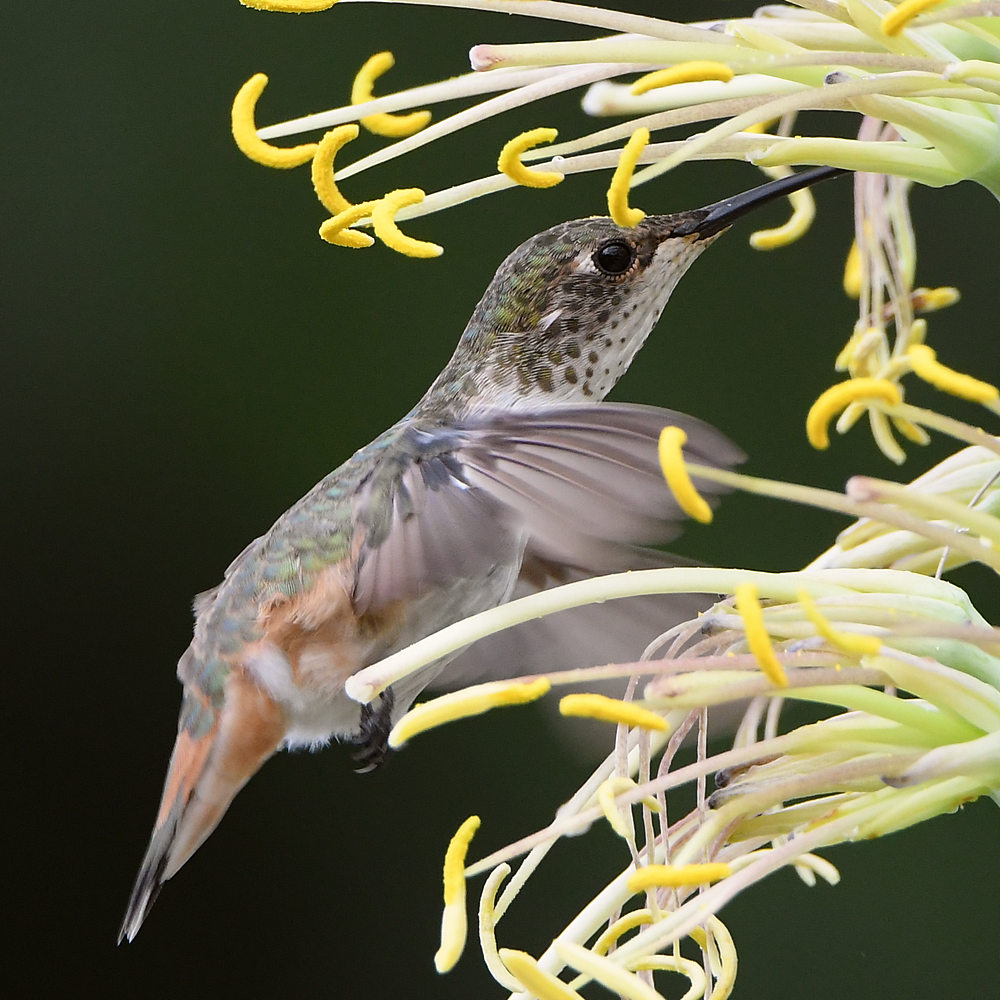 Hummer2.jpg