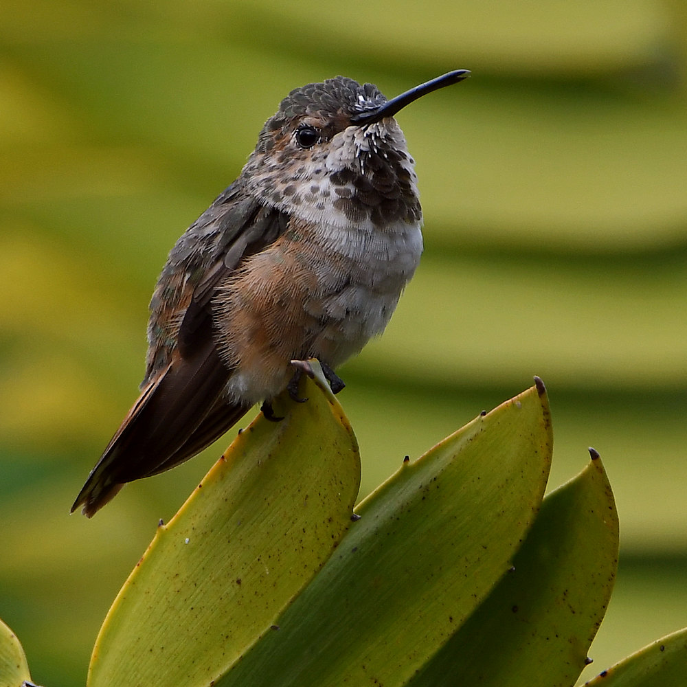 Hummer2.jpg