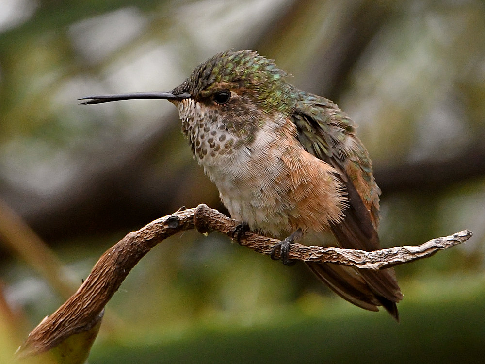 Hummer2.jpg
