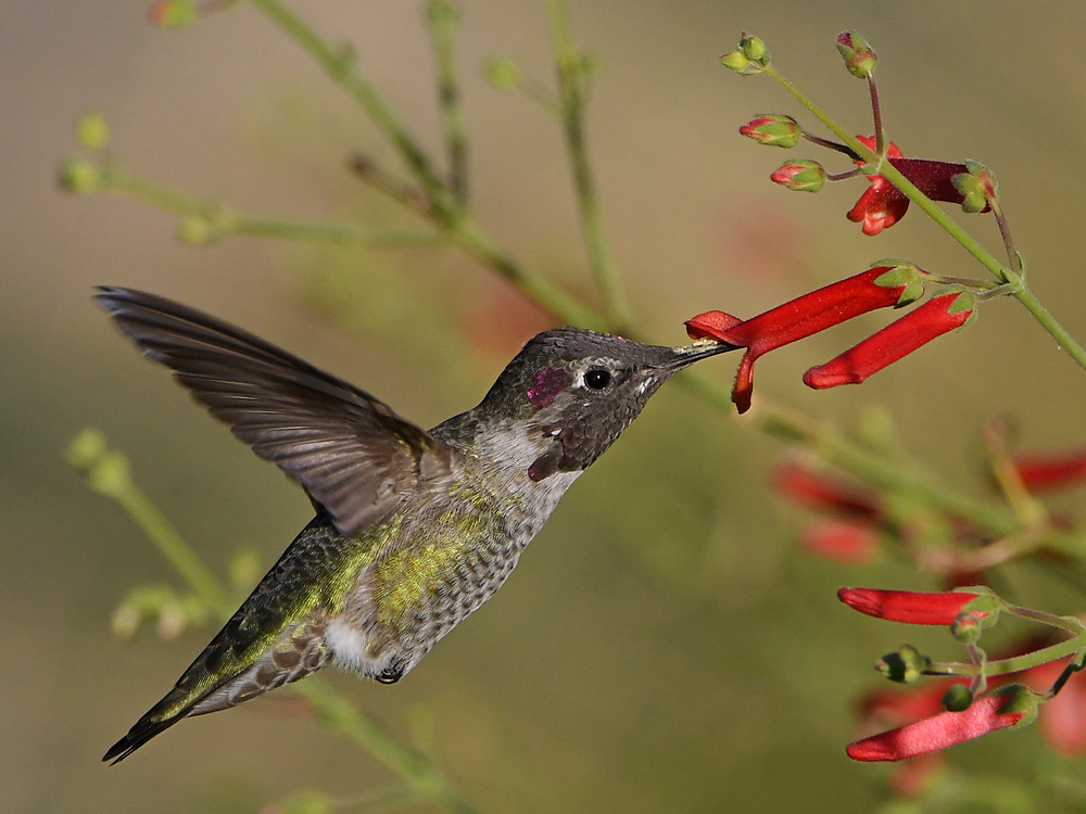 Hummer2.jpg