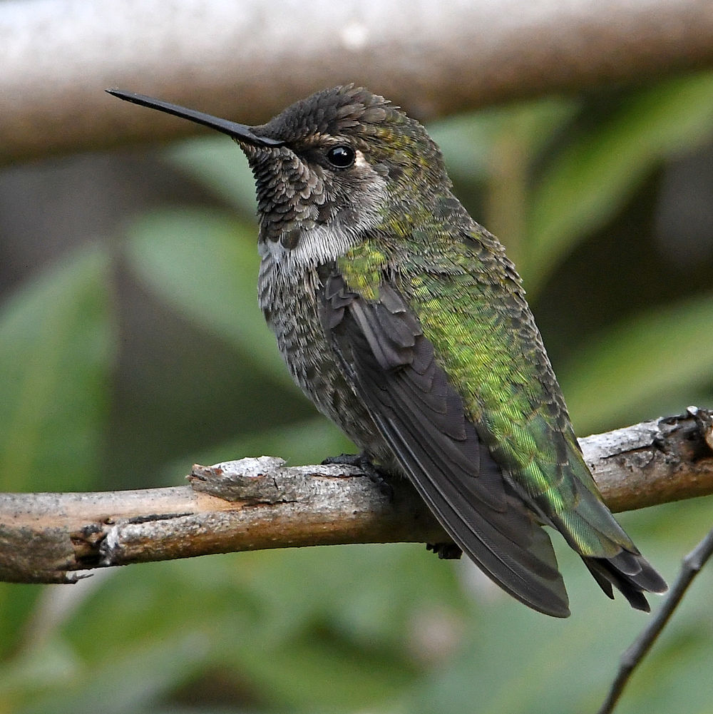 Hummer2.jpg