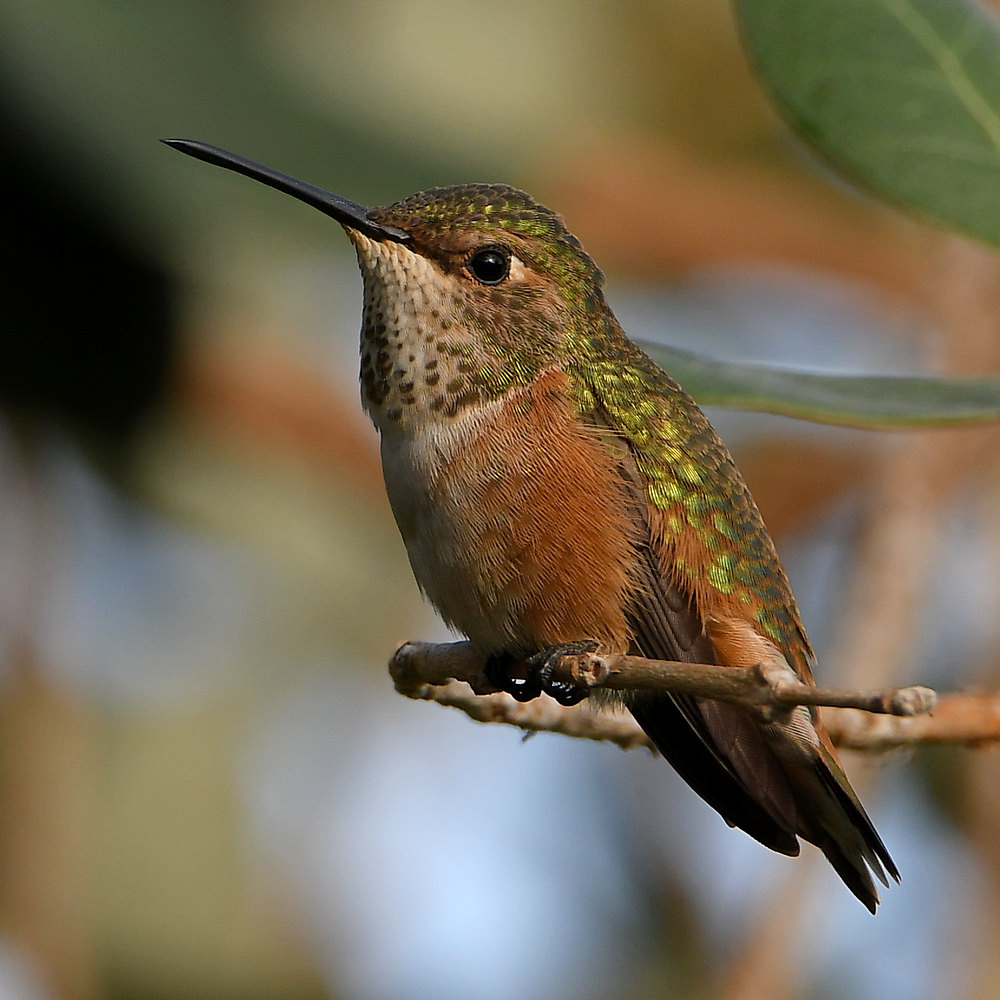 Hummer2.jpg