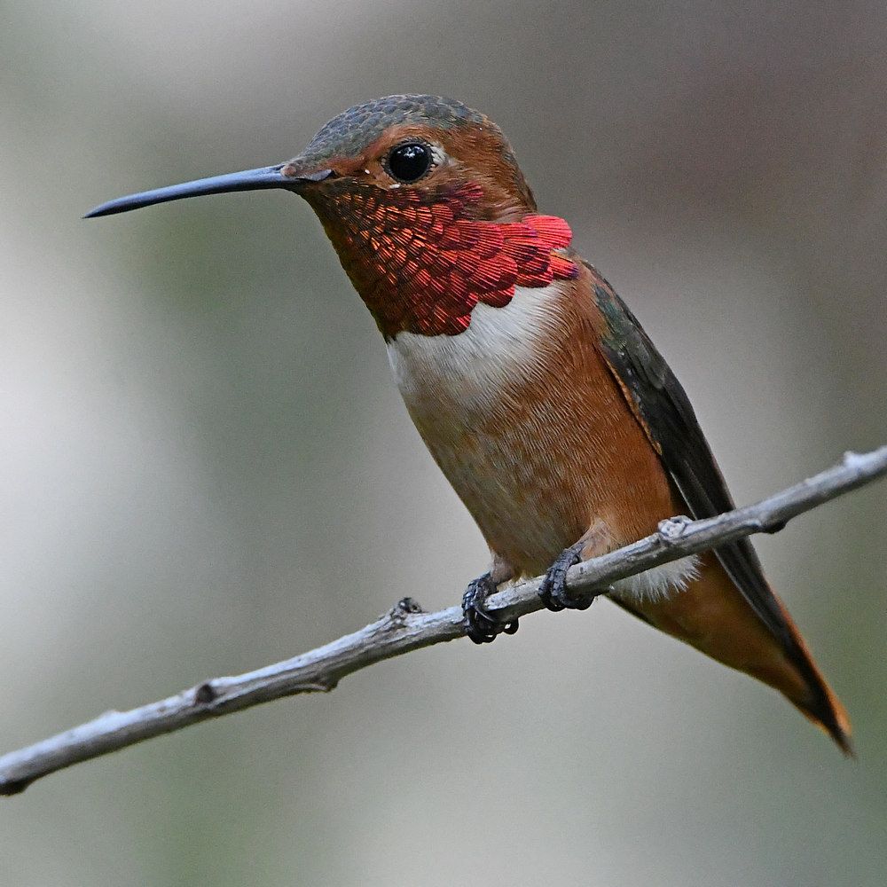 Hummer2.jpg