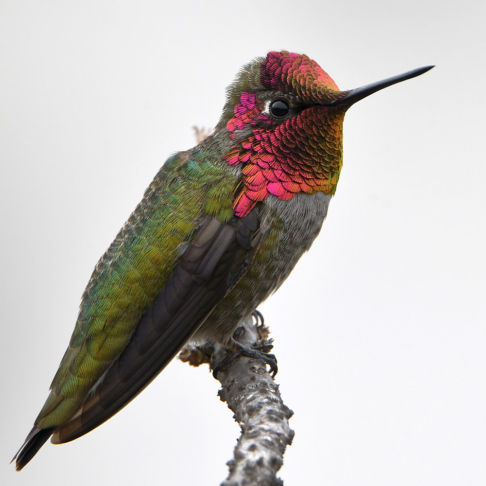 Hummer2.jpg