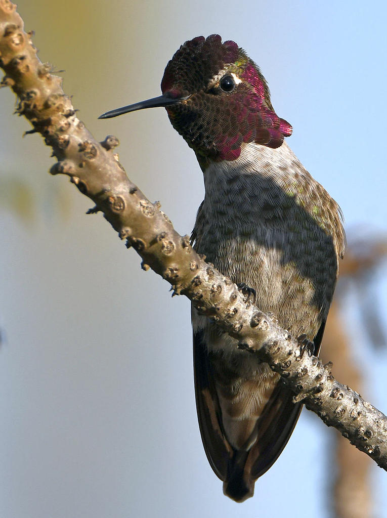 Hummer2.jpg