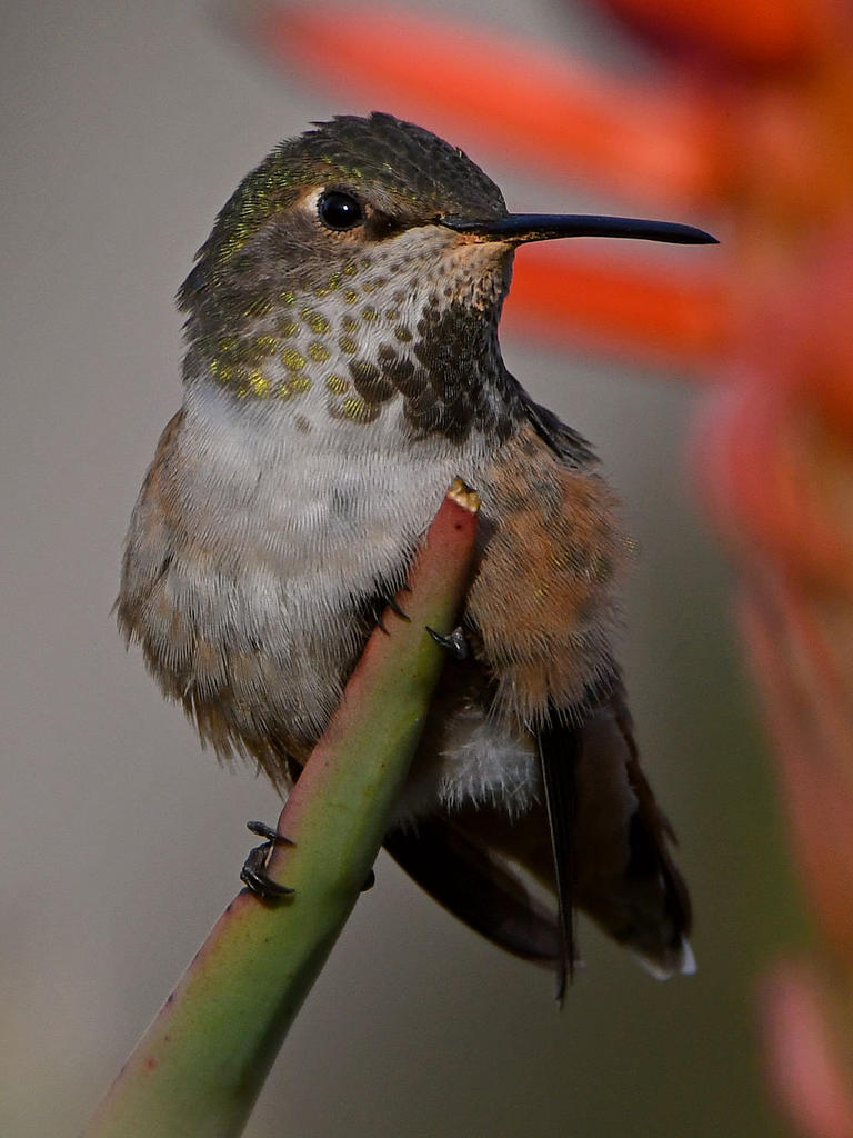 Hummer2.jpg
