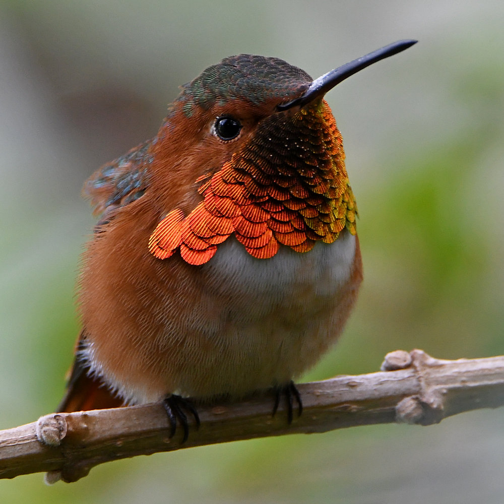 Hummer2.jpg